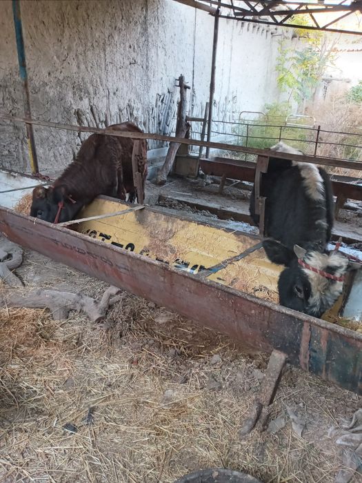 2ta xòkizlar sotiladi soglom yeyishi yaxshi