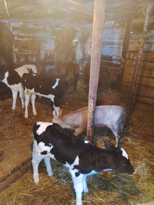 Продам тёлочки и бык