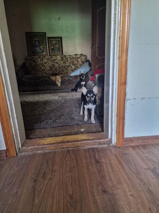 Отдам бесплатно щенят