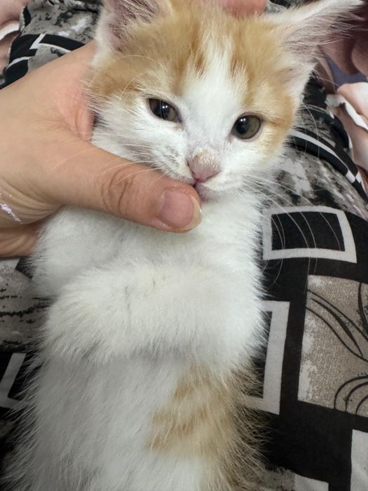 Котёни мальчик,Мысық бала
