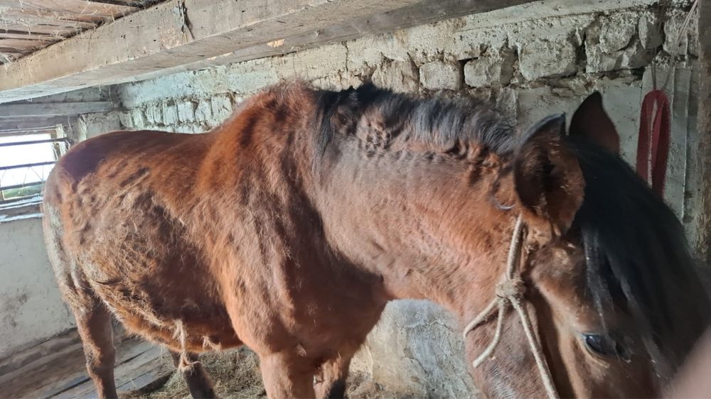 Продам кобылу (полутяж)