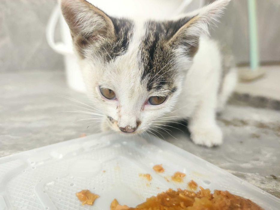 Котёнок белый задаром