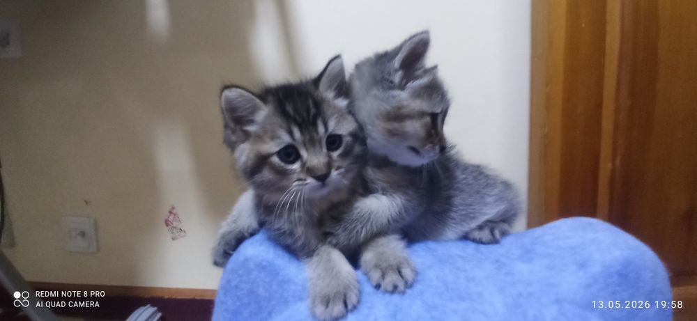Котята 1.5 месяца. Приучены к лотку
