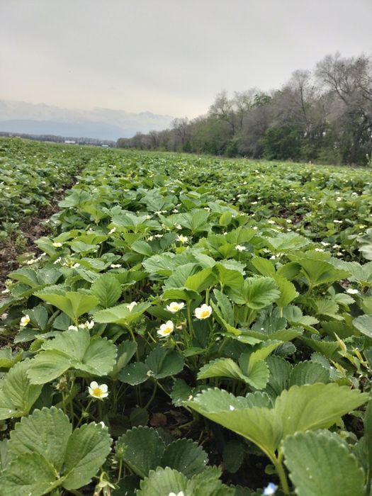 Рассада клубникы Альбион, Сандра, Мурано