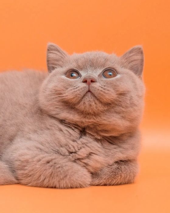 Лиловые британские котята