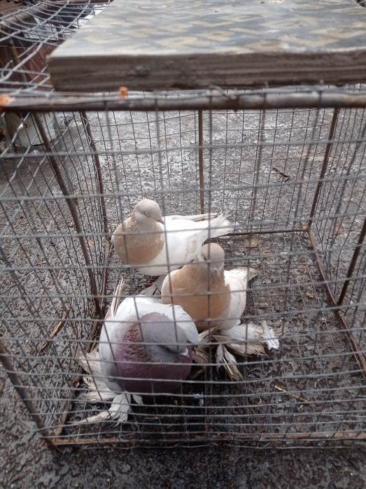 Голуби Голубки самки