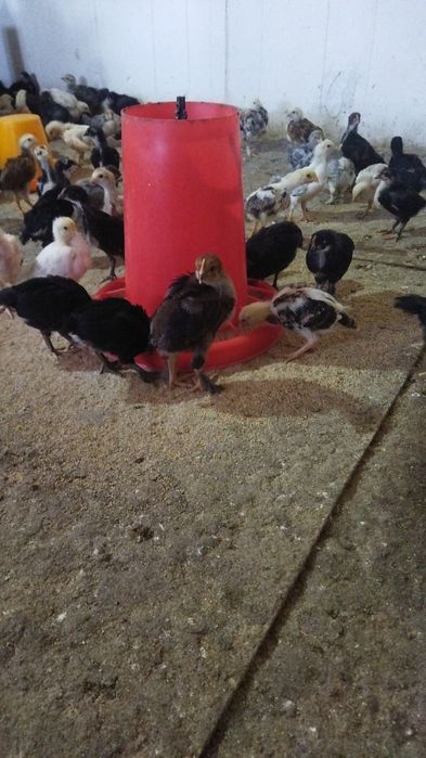 Местный жужалар сотилади