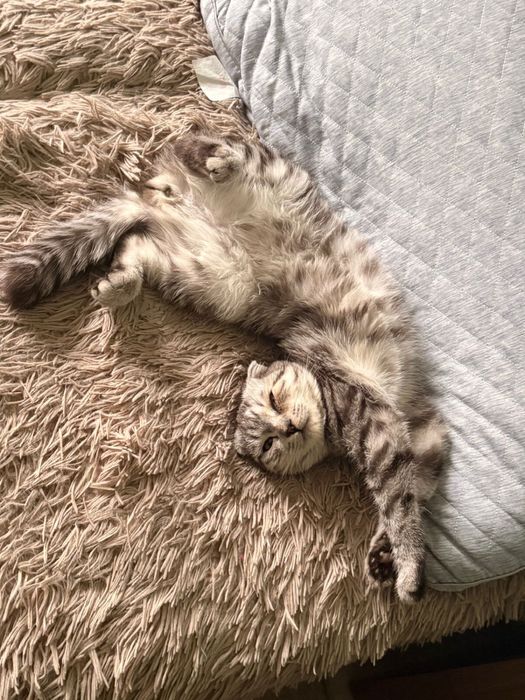 Шотланский веслоухии кот