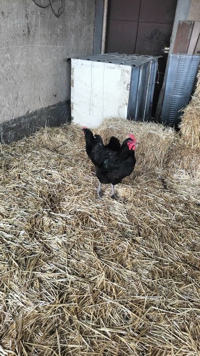 Продаются цыплята пород Черный принц , Адлер, Джерси