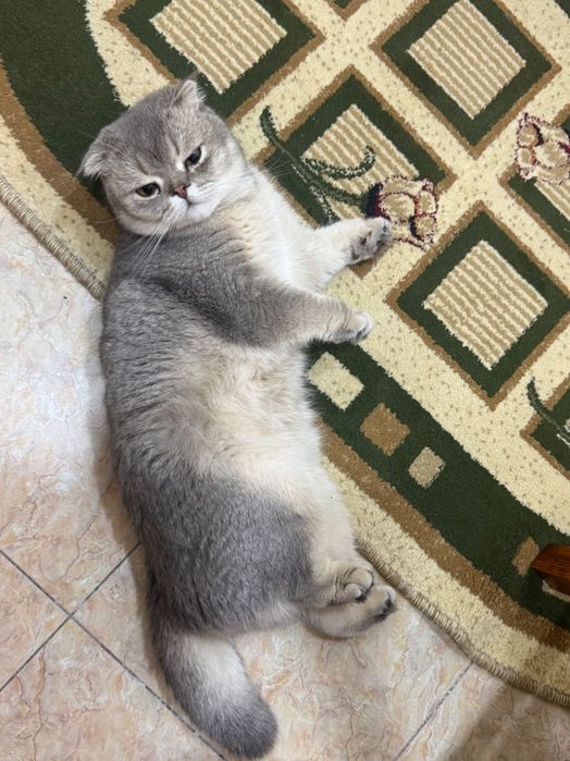 Шотландский вислоухий кот (Scottish Fold) ищет новый дом