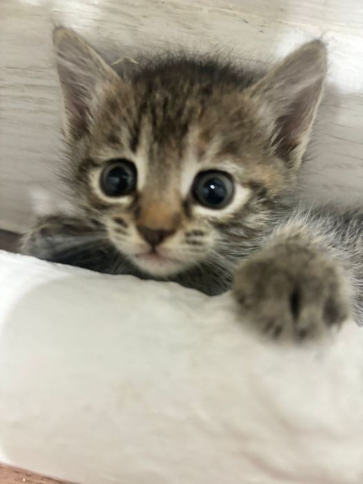 Прямоухий котёнок 1,5 мес  девочка