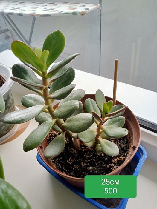 Комнатные шикарные цветы