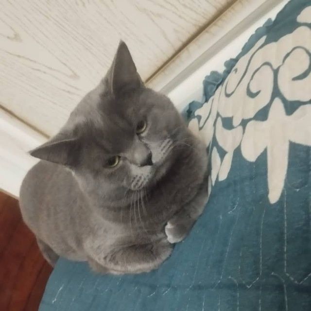 scotish strayt Andijon viloyati