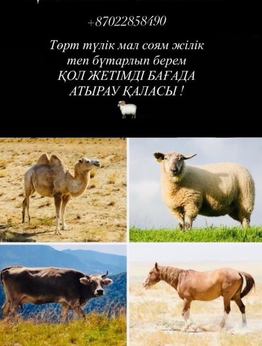 Төрт түлік мал соямын