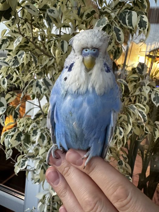 Волнистый Чех.