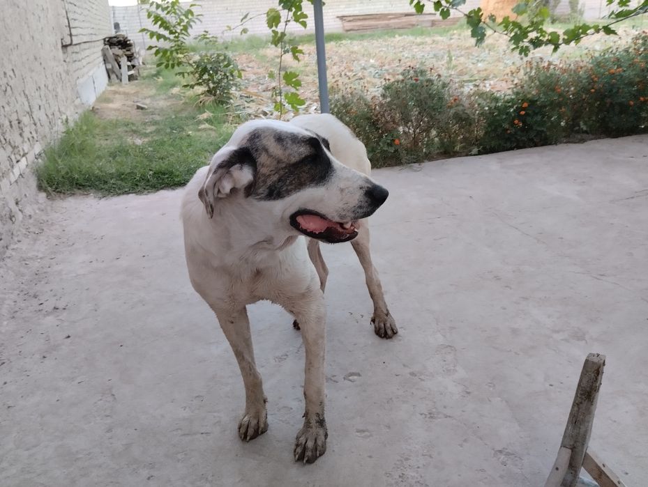 Алабай 1 года привита