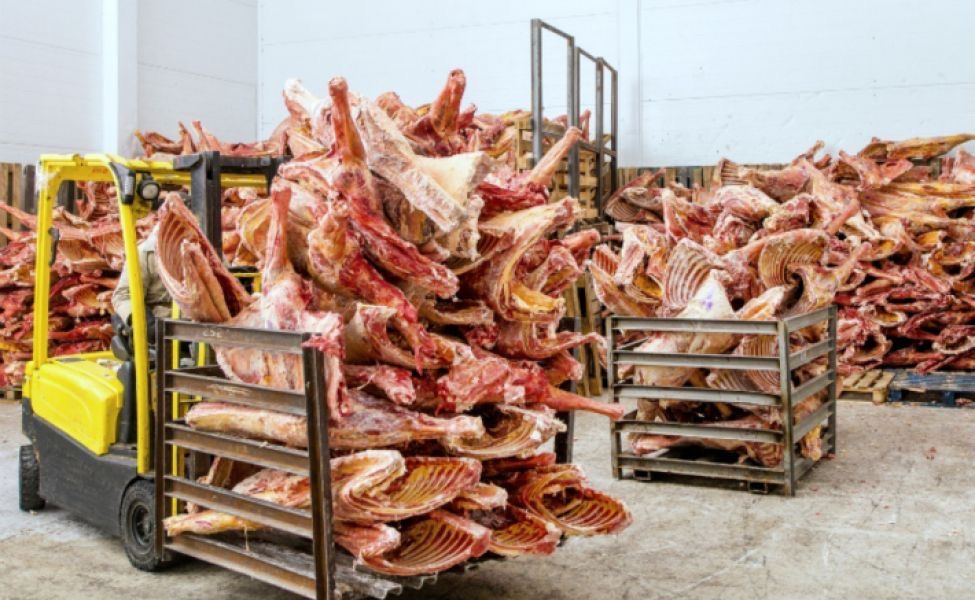 Туша сайгака (сайги)