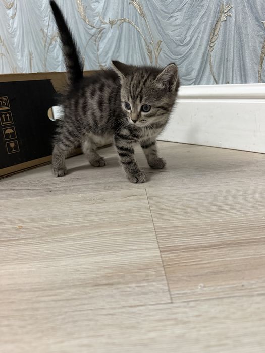 Отдаем котят в добрые руки