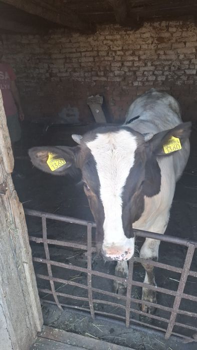 Vând vițel de carne,280-300kg,vârstă 4 luni4 luni