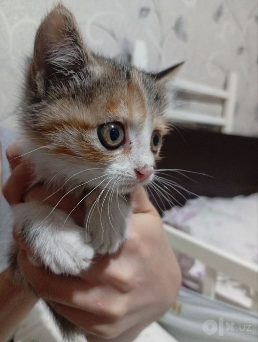 Пристраиваются котята .