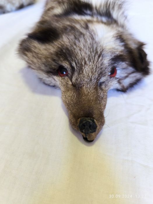 Сребърна лисица!