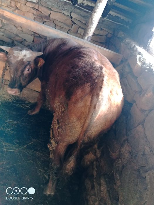 Продам быка и корову