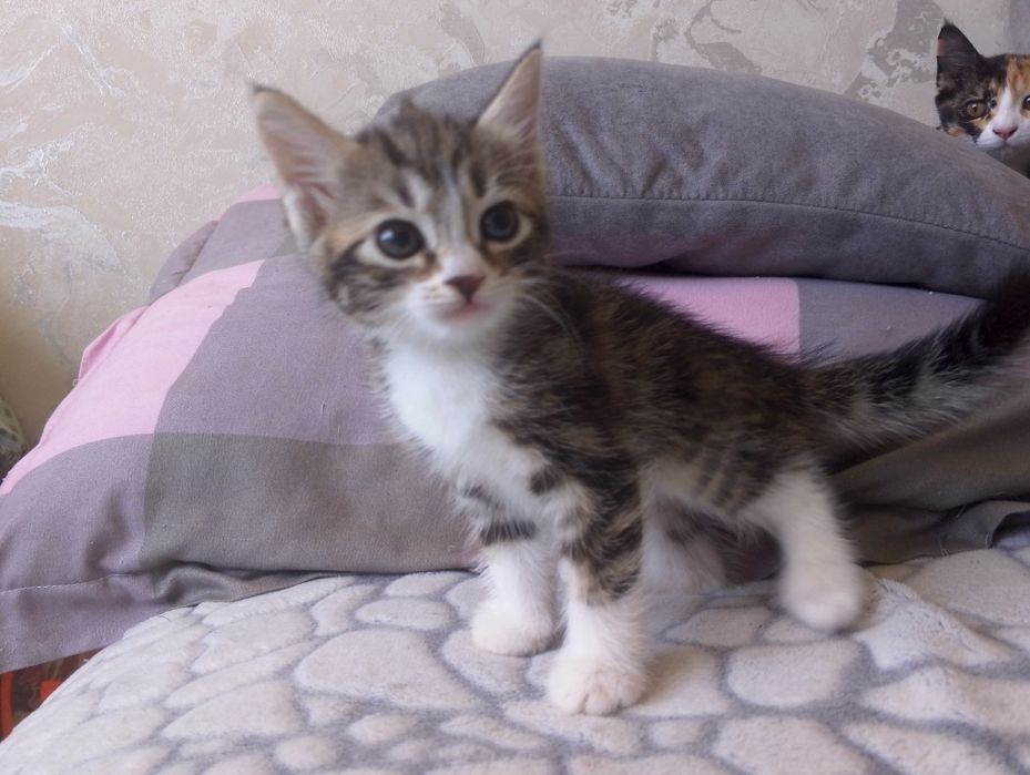 Котята породистые