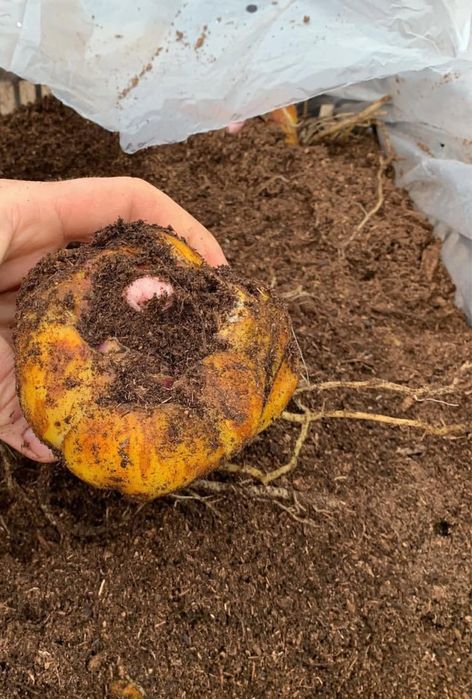 Bulbi crin olanda cel mai mic pret din romania