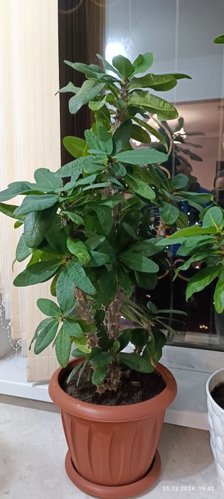 Домашние цветы,ухоженные