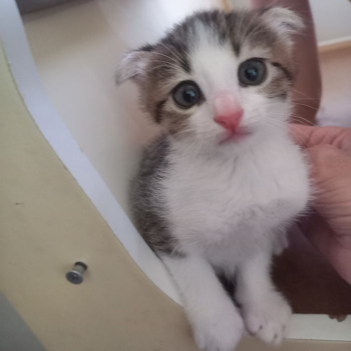 Вислоухие котята  1,5 месяца