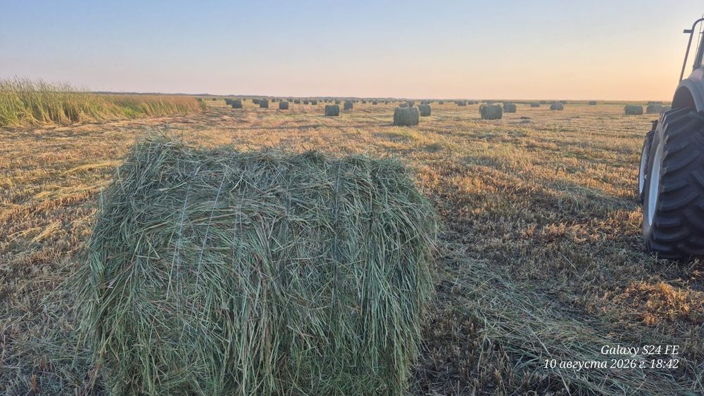 Продам сено. Шөп сатылады