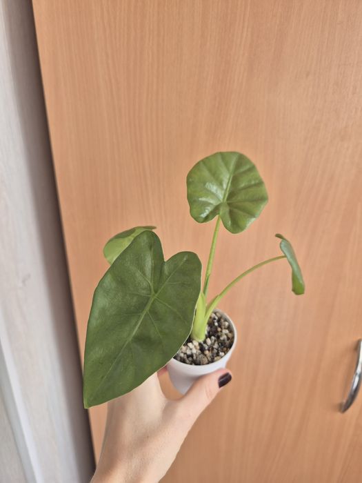 Алоказия Одора лечебная