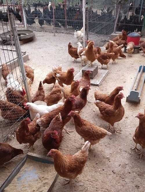 Oua de casa proaspete si naturale la super pret