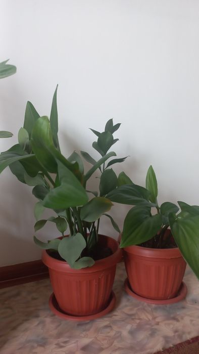 горшоктегі Гүлдер сатылады