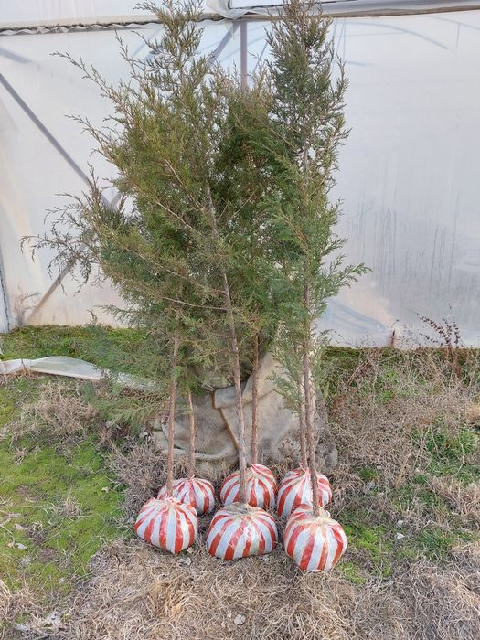 Можжевельник. Туя сатылады