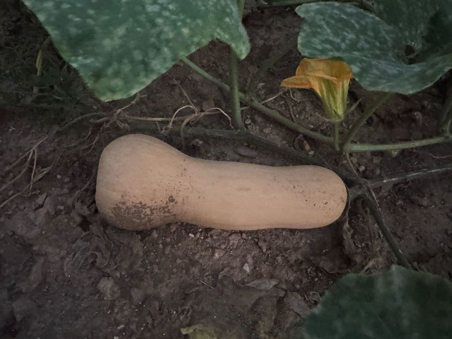 Продавам  тикви