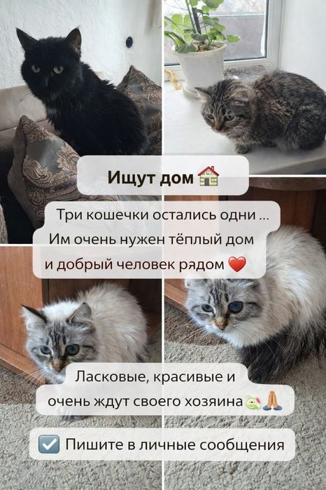 В добрые руки. Ищем новый дом