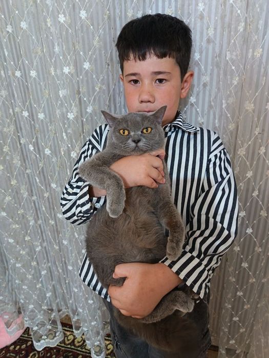 скоттиш страйт кулранг мушук