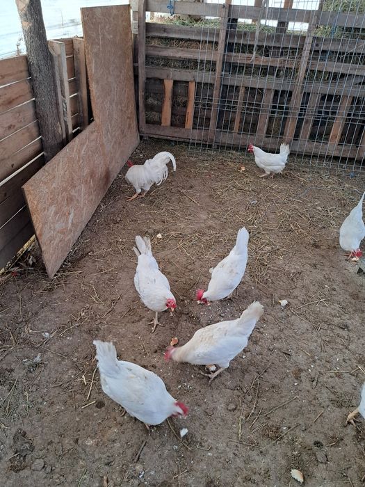 Oua de incubat gaini rasa Leghorn alb