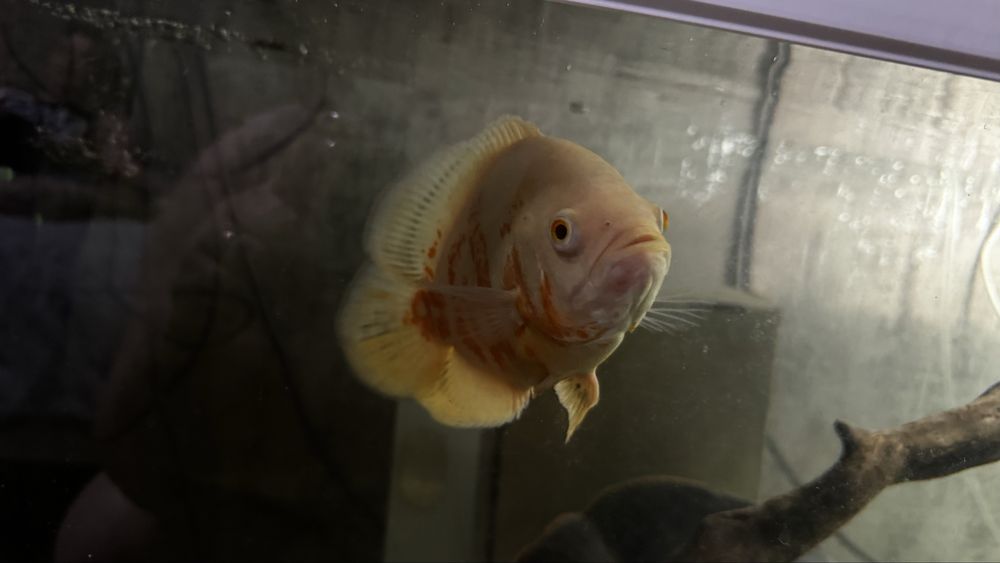 Астронотус оскар