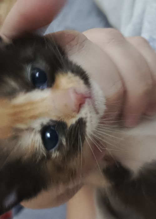 Отдам  котенка в хорошии руки.