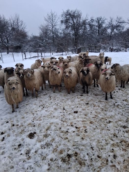 Vând 32 de oi 17 cu mei si 15 gata sa fete