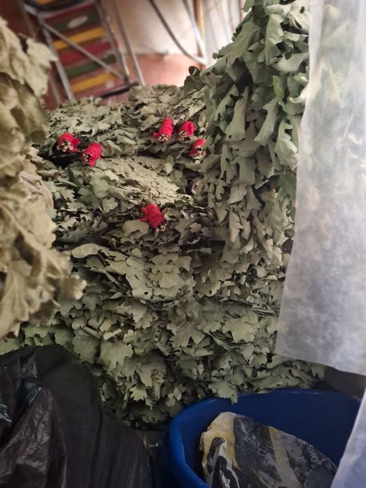 Продам. Веник. Дубовыи.