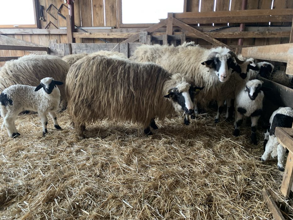 Oi cu miei de vanzare