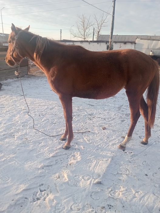 Ағылшын тайлар  полтарашки