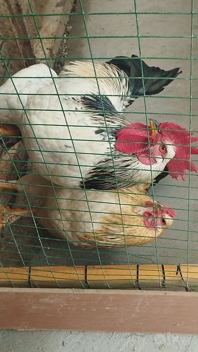 Yaxshi parvarish qilingan uy xõrozlari sotiladi