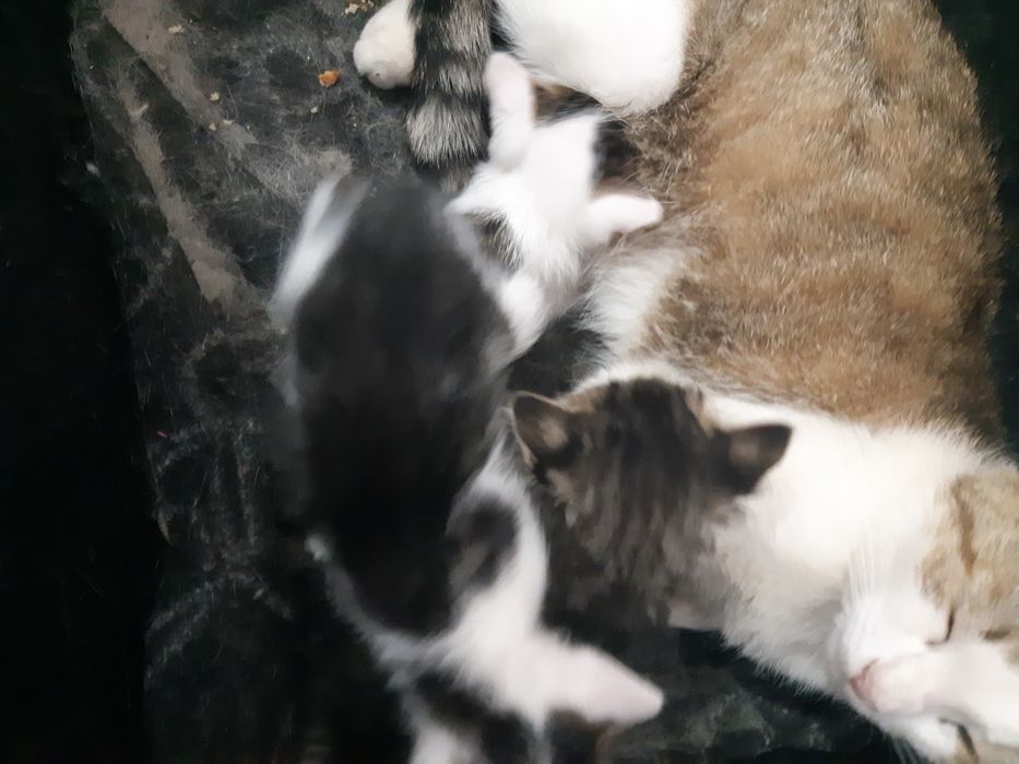 Отдам котят в добрые руки