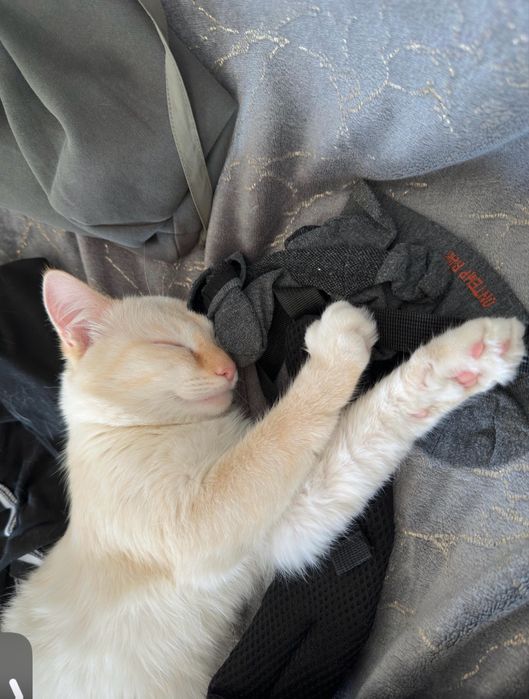 Отдам кота БЕСПЛАТНО