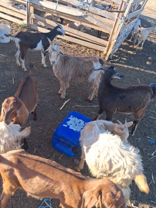 Vând iezii crescuți fără chimicale