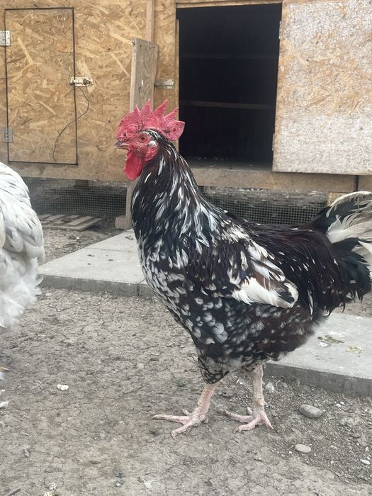 Cocosi sussex portelan tineri